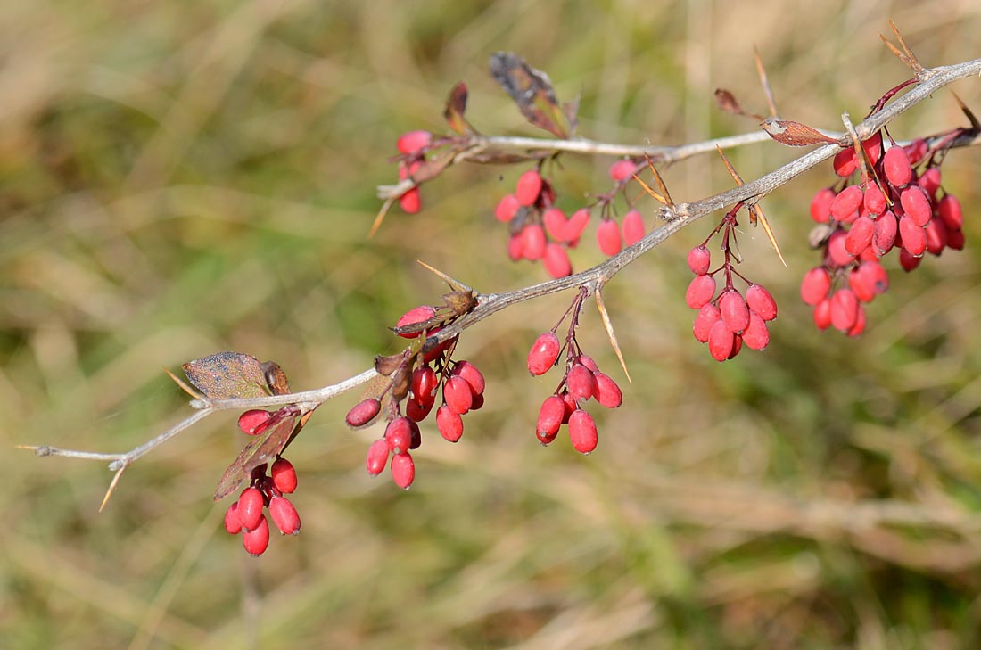 Berberis vulgaris, frutti e fiori